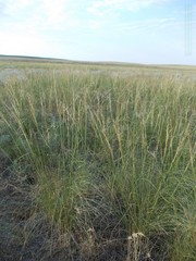 Stipa sareptana