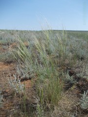 Stipa sareptana