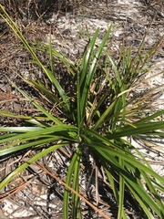 Rhynchospora megalocarpa