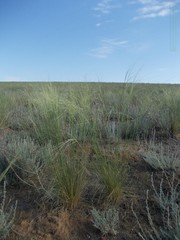 Stipa sareptana