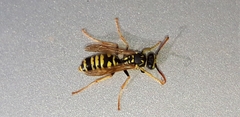 Polistes gallicus