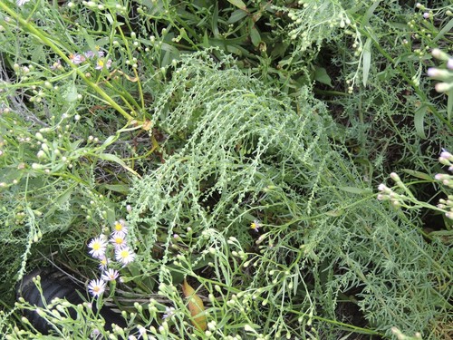 Suaeda acuminata (Suaeda acuminata)