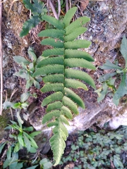 Dryopteris cycadina