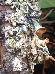 Parmeliopsis ambigua