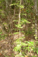 Lygodium reticulatum