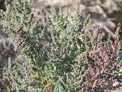 Suaeda prostrata