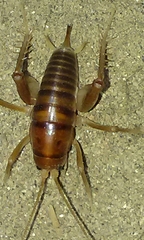 Ceuthophilus hesperus