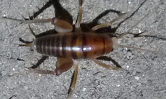 Ceuthophilus hesperus