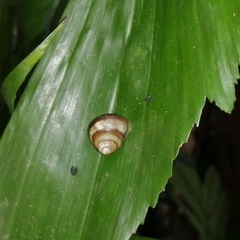 Amphidromus inversus