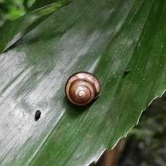 Amphidromus inversus