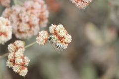 Bembix americana comata