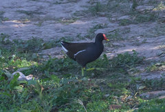 Gallinula chloropus
