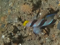 Stonogobiops nematodes