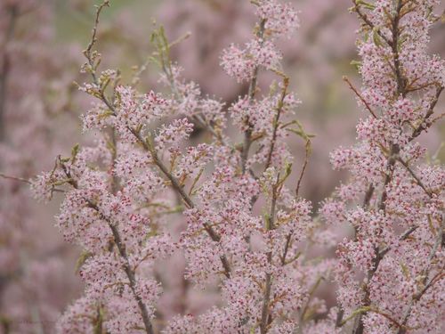 Tamarix laxa (Tamarix laxa)