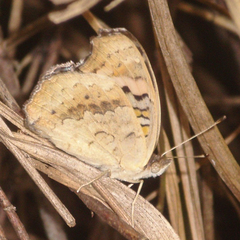 Junonia orithya ocyale