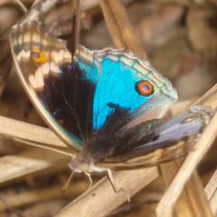 Junonia orithya ocyale