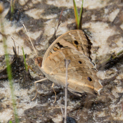 Junonia orithya ocyale