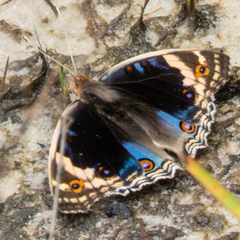 Junonia orithya ocyale
