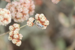 Bembix americana comata