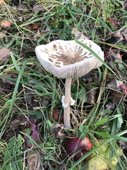 Macrolepiota konradii