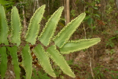 Lygodium reticulatum
