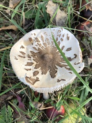 Macrolepiota konradii