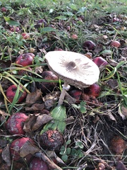Macrolepiota konradii