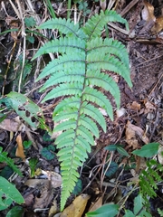 Athyrium leiopodum