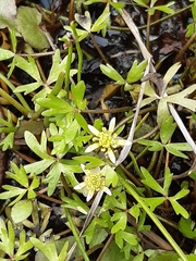 Ranunculus amphitrichus