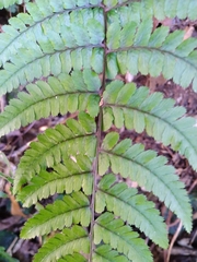 Athyrium leiopodum