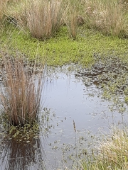 Ranunculus amphitrichus