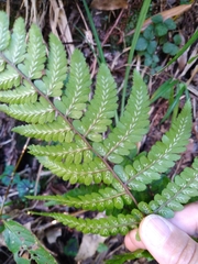 Athyrium leiopodum