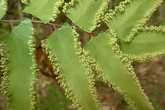 Lygodium reticulatum