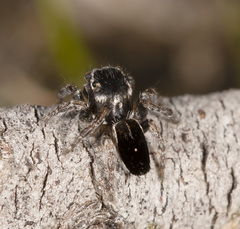 Maratus proszynskii