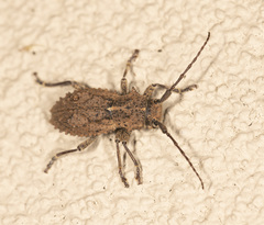 Dorcadida bilocularis