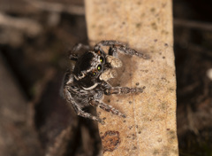 Maratus proszynskii