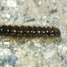 Eriogaster arbusculae - Photo (c) bferrero,  זכויות יוצרים חלקיות (CC BY-NC), הועלה על ידי bferrero