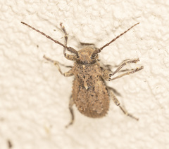 Dorcadida bilocularis