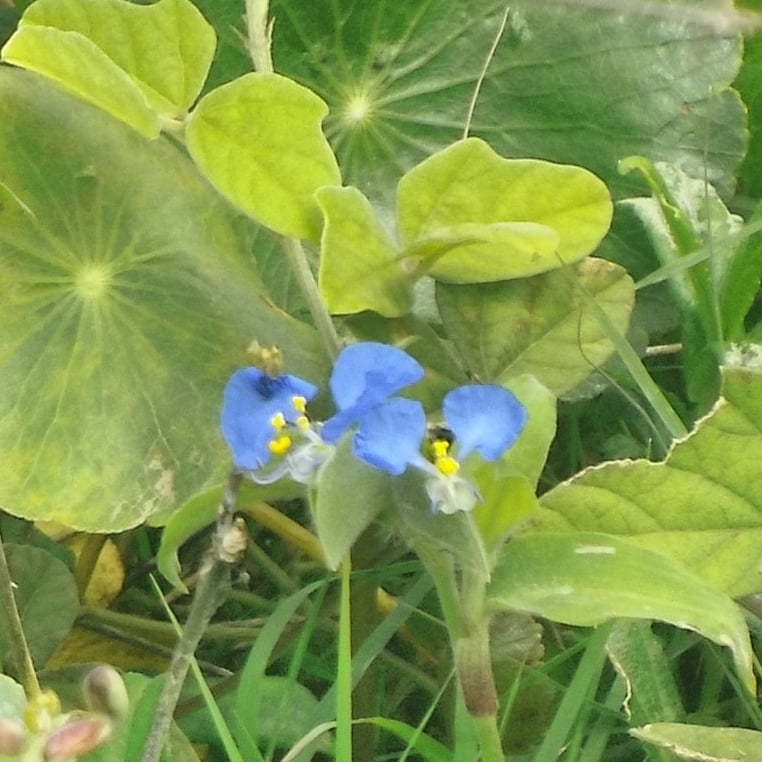 Commelina erecta