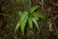 Lindsaea harveyi