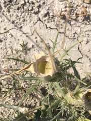 Mentzelia decapetala