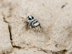 Pellenes geniculatus