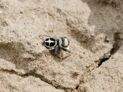 Pellenes geniculatus