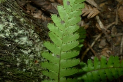 Lindsaea harveyi