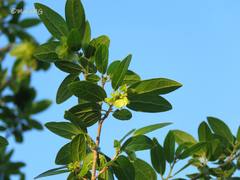 Neopringlea integrifolia
