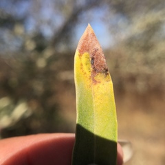 Venturia oleaginea