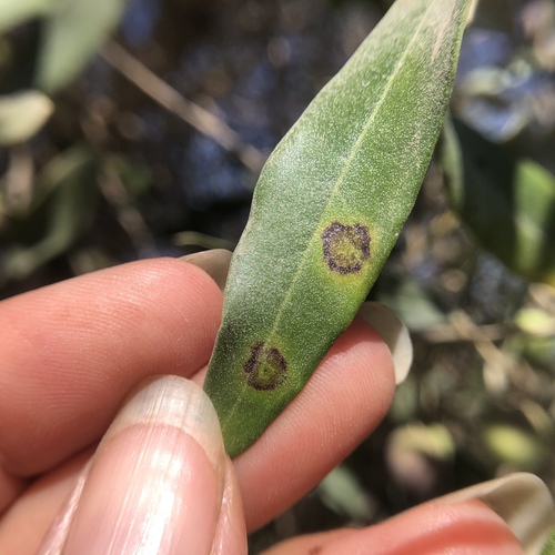 olive ring spot