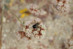 Archytas analis