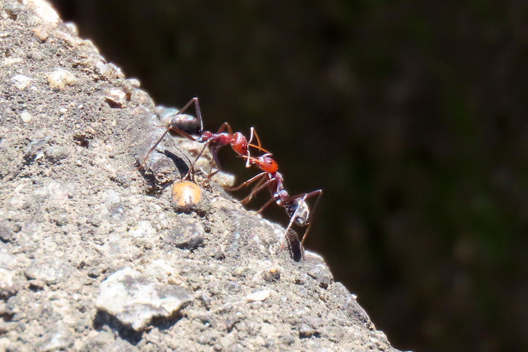 Iridomyrmex purpureus