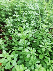 Galium aparine